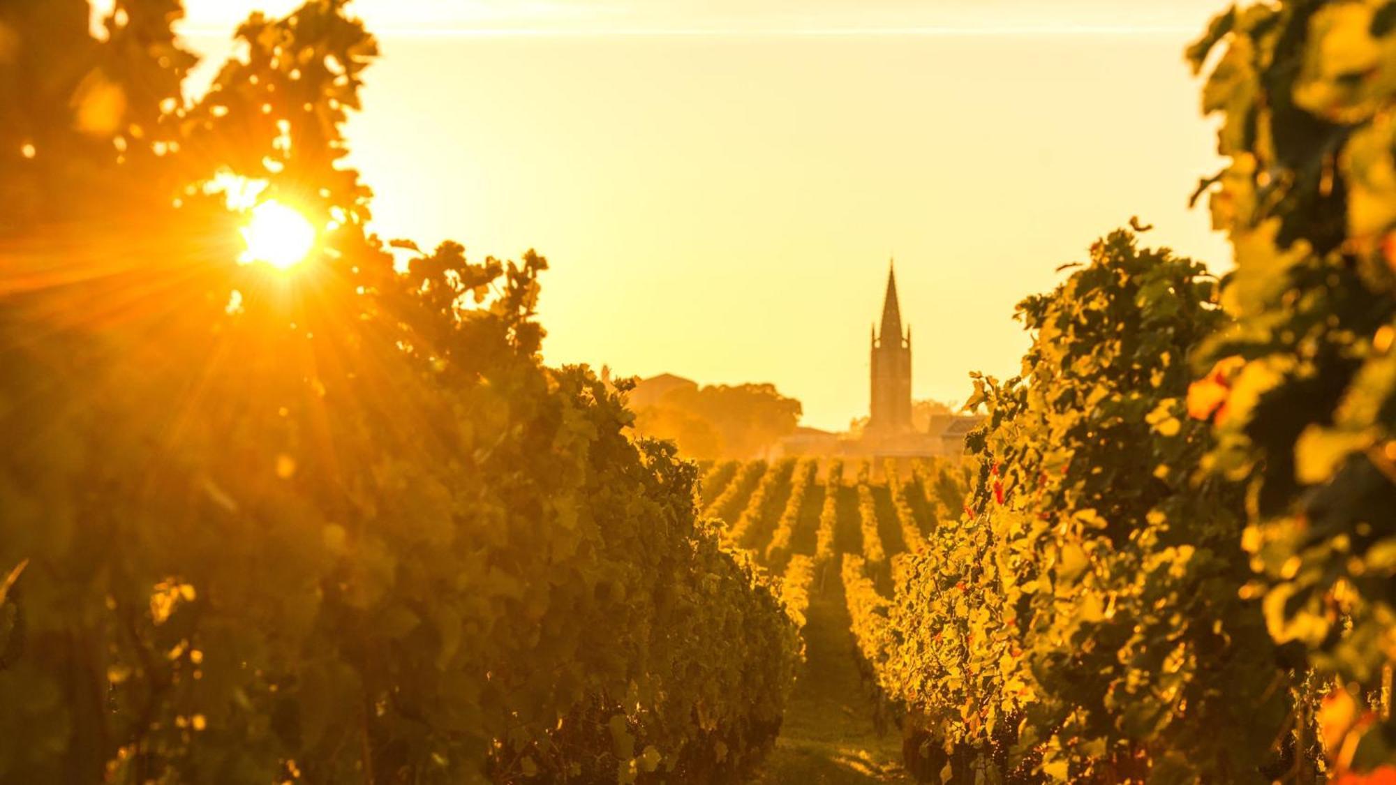 อินเตอร์คอนติเนนตัล บอร์โด เลอ กร็อง โฮเต็ล Hotel ภายนอก รูปภาพ Vineyards in the Rheinhessen